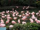 Flamingos at Sea World